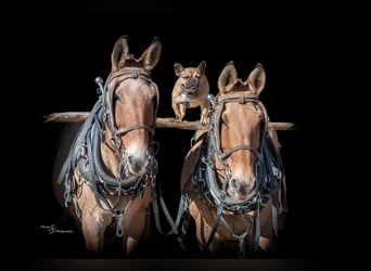 Mule, Mare, 12 years, 15 hh, Dun