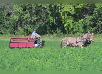 Mule, Mare, 12 years, 15 hh, Dun