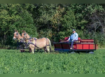 Mule, Mare, 12 years, 15 hh, Dun