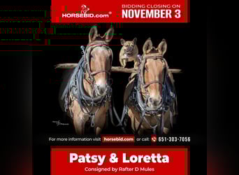 Mule, Mare, 12 years, 15 hh, Dun