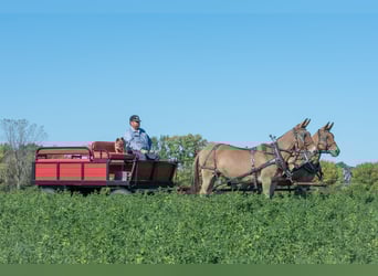 Mule, Mare, 12 years, 15 hh, Dun