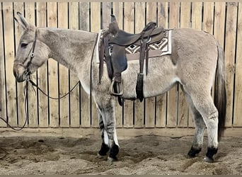 Mule, Mare, 12 years, 15 hh, Dun