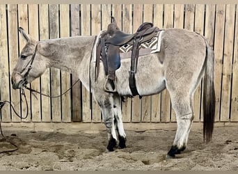 Mule, Mare, 12 years, 15 hh, Dun