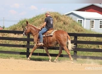 Mule, Mare, 12 years, 15 hh, Sorrel