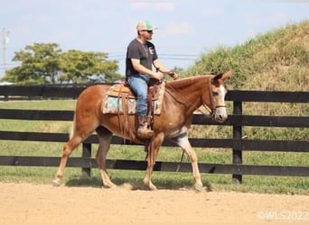 Mule, Mare, 12 years, 15 hh, Sorrel