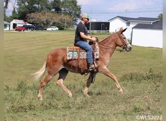 Mule, Mare, 12 years, 15 hh, Sorrel