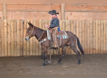 Mule, Mare, 12 years, 15,1 hh, Roan-Bay