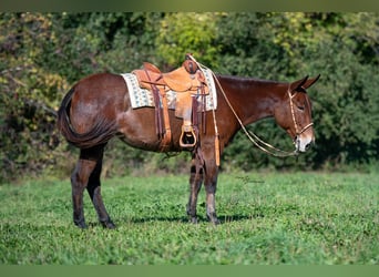 Mule, Mare, 12 years, 15,1 hh, Roan-Bay