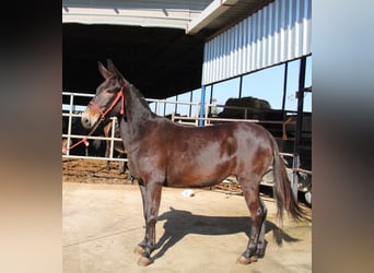 Mule, Mare, 12 years, 15,2 hh, Bay-Dark
