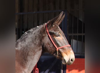 Mule, Mare, 12 years, 15,2 hh, Bay-Dark
