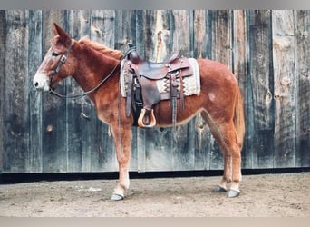 Mule, Mare, 13 years, 14.1 hh, Chestnut