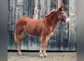Mule, Mare, 13 years, 14.1 hh, Chestnut