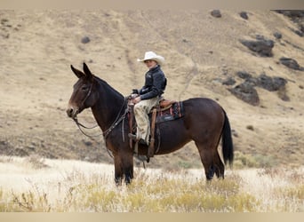 Mule, Mare, 13 years, 14,3 hh, Roan-Bay