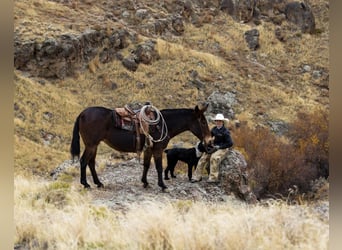 Mule, Mare, 13 years, 14,3 hh, Roan-Bay