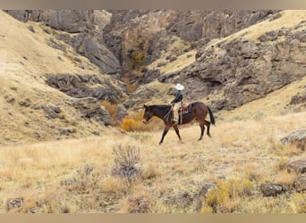 Mule, Mare, 13 years, 14,3 hh, Roan-Bay