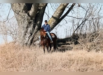 Mule, Mare, 13 years, 14 hh, Bay