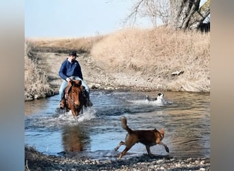 Mule, Mare, 13 years, 14 hh, Bay