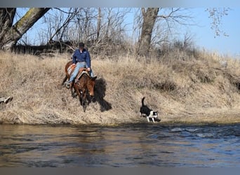 Mule, Mare, 13 years, 14 hh, Bay