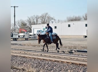 Mule, Mare, 13 years, 14 hh, Bay