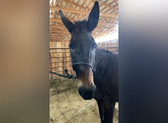 Mule, Mare, 13 years, 14 hh, Brown