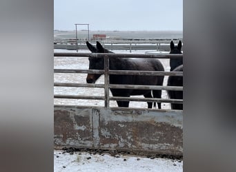 Mule, Mare, 13 years, 14 hh, Brown