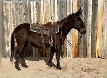 Mule, Mare, 13 years, 14 hh, Brown