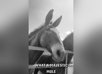 Mule, Mare, 13 years, 14 hh, Brown