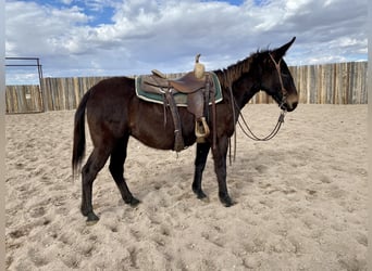 Mule, Mare, 13 years, 14 hh, Brown