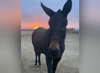 Mule, Mare, 13 years, 14 hh, Brown