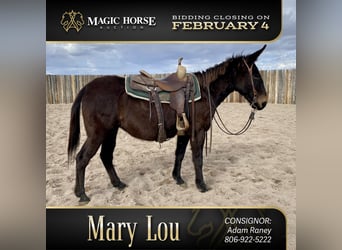 Mule, Mare, 13 years, 14 hh, Brown