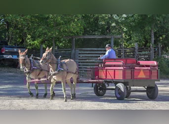 Mule, Mare, 13 years, 15 hh, Dun