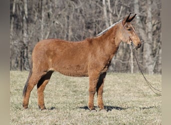 Mule, Mare, 13 years, 15 hh, Dun