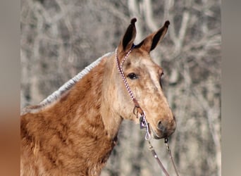 Mule, Mare, 13 years, 15 hh, Dun