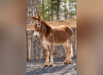 Mule, Mare, 13 years, 15 hh, Sorrel
