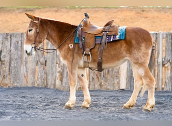 Mule, Mare, 13 years, 15 hh, Sorrel