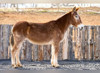 Mule, Mare, 13 years, 15 hh, Sorrel
