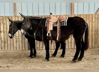 Mule, Mare, 13 years, 17,1 hh, Black