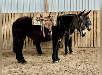 Mule, Mare, 13 years, 17,1 hh, Black