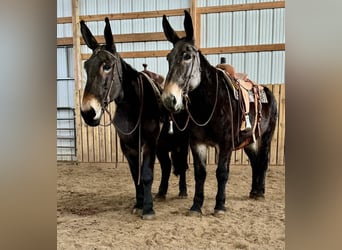 Mule, Mare, 13 years, 17,1 hh, Black