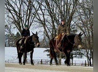 Mule, Mare, 13 years, 17,1 hh, Black