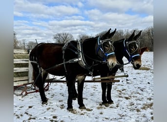 Mule, Mare, 13 years, 17.1 hh, Black