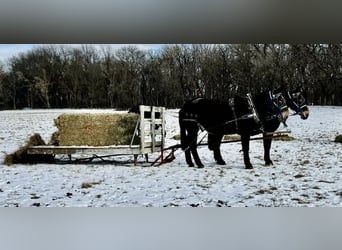 Mule, Mare, 13 years, 17.1 hh, Black