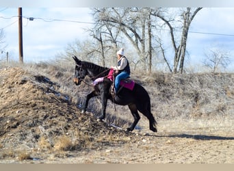 Mule, Mare, 13 years, 17 hh, Black