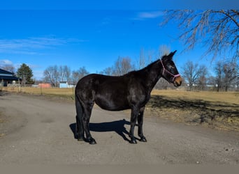 Mule, Mare, 13 years, 17 hh, Black