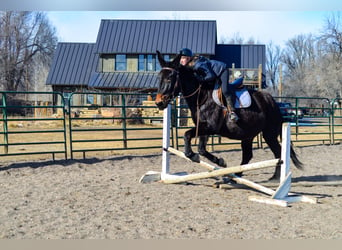 Mule, Mare, 13 years, 17 hh, Black