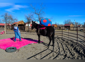 Mule, Mare, 13 years, 17 hh, Black