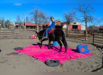 Mule, Mare, 13 years, 17 hh, Black