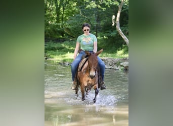 Mule, Mare, 14 years, 14,1 hh, Dun