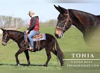 Mule, Mare, 14 years, 14.3 hh, Black