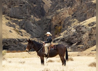 Mule, Mare, 14 years, 14,3 hh, Roan-Bay